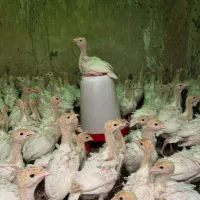 جوجه بوقلمون بیوتی ۲۰ روزه