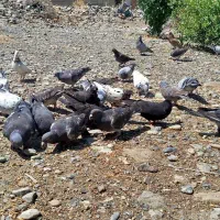 پلاکی