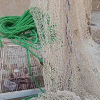 قفس معاوضه با 2عدد جوجه سهره