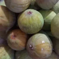 فروش غوره و انجیر یزدی شروع شد