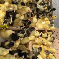 بلدرچین اردک جوجه گلپایگان