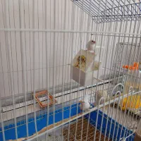 فنج بنگالی