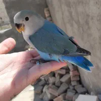 طوطی کوتوله کاملا دستی اهلی