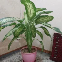 دیفن باخیا