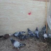 کفتر|پرنده|گنبد کاووس, |دیوار