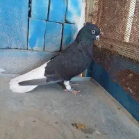 کبوتر کفتر پرنده اشعل دم سفید ۱۴پر دم نر