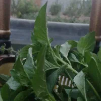 عرق نعنا