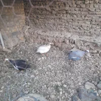 مرغ شاخدار