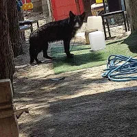 ژرمن بلک