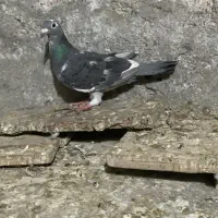 ماده ابلغ
