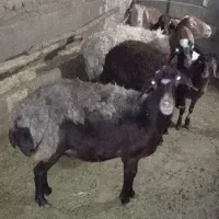 میش چاق