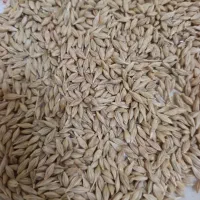 خرید گندم جو سیاه دانه گاودانه تخم کتان