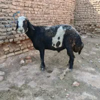 گوسفند قوچ