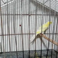 فروش قناری ماده  ونر