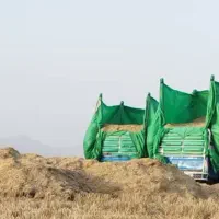 کاه گندم و جو درجه یک با شرط تحویلی انبار فوری