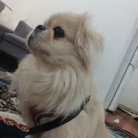 واگذاری سگ پشمالو