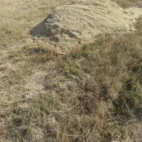 کاه|لوازم جانبی حیوانات|شادگان, |دیوار