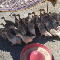 جوجه بوقلمون