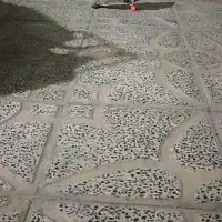 سار سوسکی