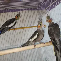 جوجه عروس هلندی