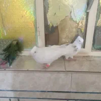 کبوتر سفید اراکی