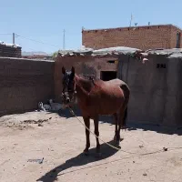 اسب|اسب و تجهیزات اسب‌سواری|زاوه, |دیوار
