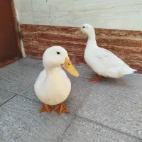 یک جفت اردک جوان
