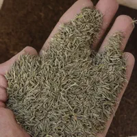 زیره سبز کراویه