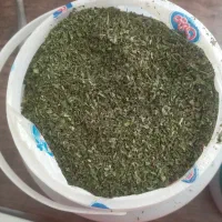 نعناع خشک به شرط