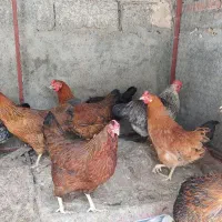 مرغ تخم گذار گلپایگان