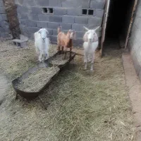 بز کهره