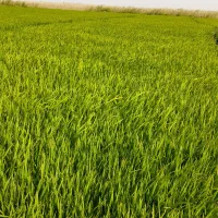 نشا شالی فجر و ندا