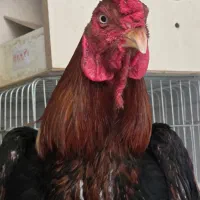 خروس لاری