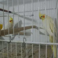 جفت عروس هلندی
