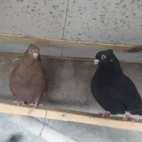کبوتر