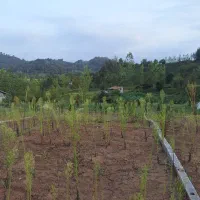 250مترمسکونی-سنددارسطلسر
