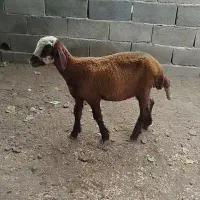گوسفند بره طوقلی ماده