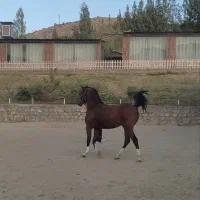 اسب درهشور ۶ دانگ