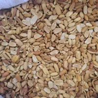 بادام زمینی کره گیری و غلافشور