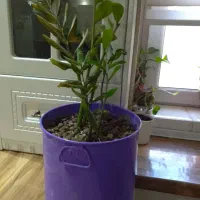 زامفولیا با گلدون فلزی متوسط بنفش