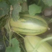 زمین-کشاورزی
