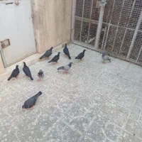 ده عددجوجه آلمانی