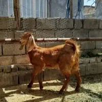 بزغاله نره