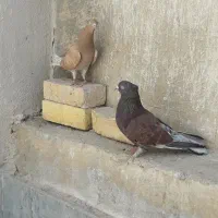 کبوتر
