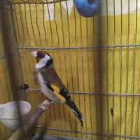 سهره رسمی مست قرص بخون اماده