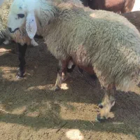 بره نر