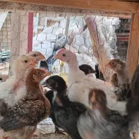 جوجه خروس 3 ماهه