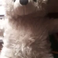 سگ پیداشده پاکوتاه