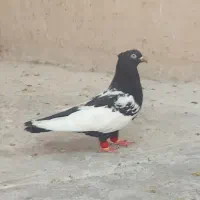 کبوتر