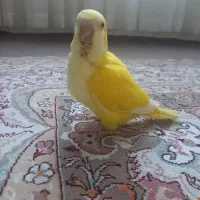 دوتا راهب
